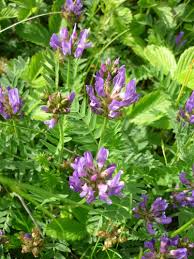 Attēlu rezultāti vaicājumam “Astragalus danicus leaf”
