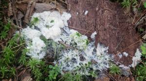 Attēlu rezultāti vaicājumam “Didymium spongiosum plasmodium”