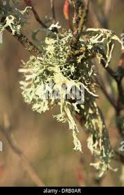 Attēlu rezultāti vaicājumam “Ramalina calicaris”