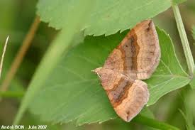 Attēlu rezultāti vaicājumam “Scotopteryx chenopodiata”