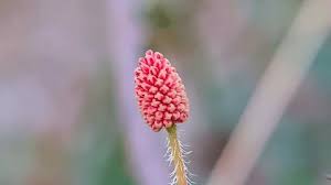 Attēlu rezultāti vaicājumam “Trollius europaeus fruit”