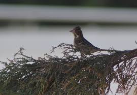 Image result for Emberiza rustica