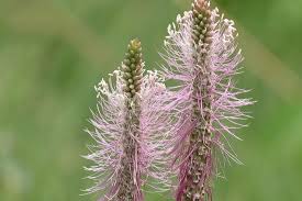 Attēlu rezultāti vaicājumam “Plantago media flower”