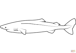 Image result for Somniosus pacificus