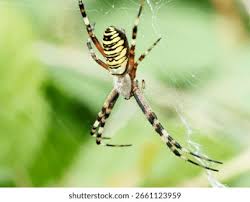Attēlu rezultāti vaicājumam “Argiope bruennichi female”