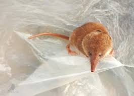 Attēlu rezultāti vaicājumam “Sorex araneus”