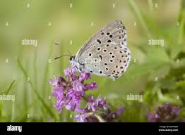 Attēlu rezultāti vaicājumam “Phengaris arion underside”