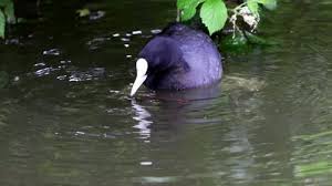 Attēlu rezultāti vaicājumam “Fulica atra”