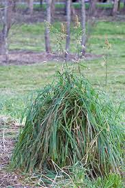 Attēlu rezultāti vaicājumam “Dactylis glomerata subsp. glomerata”