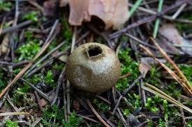 Attēlu rezultāti vaicājumam “Lycoperdon echinatum”
