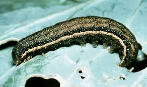 Attēlu rezultāti vaicājumam “Lacanobia oleracea”