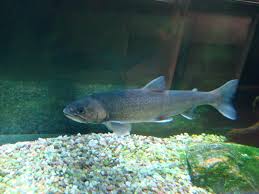 Image result for Salvelinus confluentus