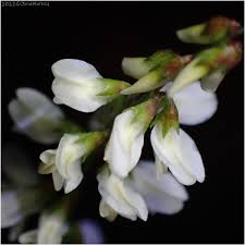 Attēlu rezultāti vaicājumam “Melilotus albus”