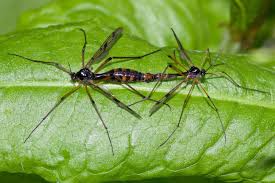 Attēlu rezultāti vaicājumam “Ptychoptera sp. female”