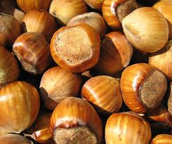 Attēlu rezultāti vaicājumam “Corylus avellana fruit”