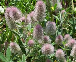 Attēlu rezultāti vaicājumam “Trifolium arvense leaf”