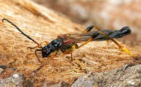 Attēlu rezultāti vaicājumam “Necydalis major”