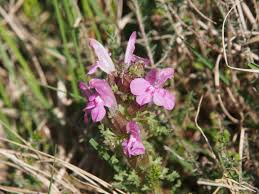 Attēlu rezultāti vaicājumam “Pedicularis palustris flower”