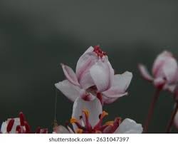 Attēlu rezultāti vaicājumam “Butomaceae”