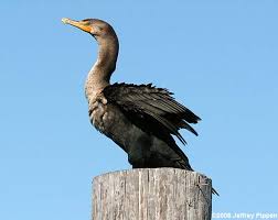 Image result for Phalacrocorax auritus