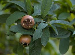 Attēlu rezultāti vaicājumam “Mespilus germanica fruit”