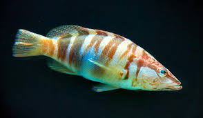 Image result for Serranus atricauda