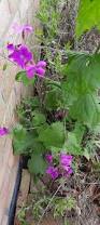 Image result for Lunaria annua