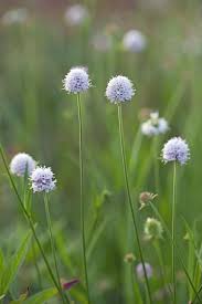 Image result for Succisella inflexa