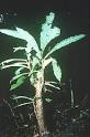 Prelude Medicinal Plants