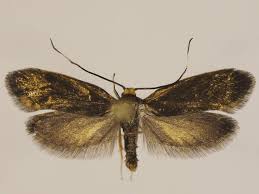 Attēlu rezultāti vaicājumam “Roeslerstammia erxlebella”