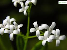 Attēlu rezultāti vaicājumam “Galium odoratum flower”