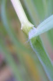 Attēlu rezultāti vaicājumam “Anisantha tectorum fruit”