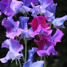 Attēlu rezultāti vaicājumam “Lathyrus vernus bud”