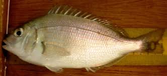 Image result for Stenotomus chrysops