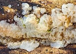 Attēlu rezultāti vaicājumam “Exidia cartilaginea”