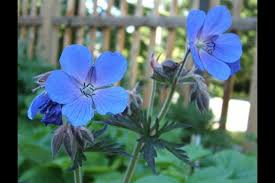 Image result for Geranium `Purple Haze`