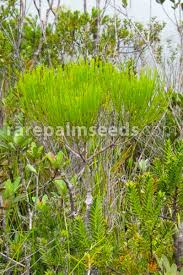 Attēlu rezultāti vaicājumam “Gymnostomum calcareum”