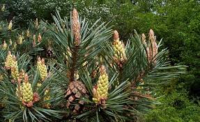 Attēlu rezultāti vaicājumam “Pinus sylvestris fruit”