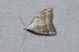 Attēlu rezultāti vaicājumam “Nola aerugula”