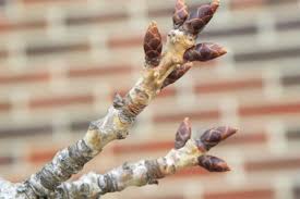 Attēlu rezultāti vaicājumam “Prunus cerasifera var. divaricata bud”