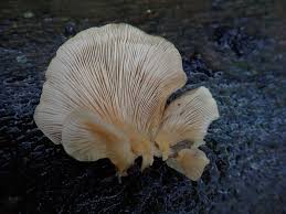 Attēlu rezultāti vaicājumam “Symphytocarpus flaccidus young”