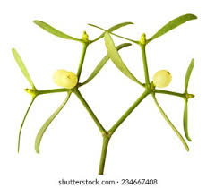 Attēlu rezultāti vaicājumam “Viscum album leaf”