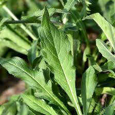 Image result for Knautia dipsacifolia