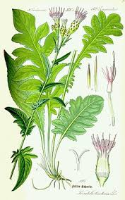 Attēlu rezultāti vaicājumam “Serratula tinctoria”