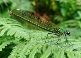 Attēlu rezultāti vaicājumam “Calopteryx virgo female”