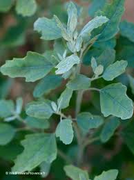 Attēlu rezultāti vaicājumam “Chenopodium album”