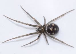 Attēlu rezultāti vaicājumam “Steatoda grossa female”
