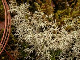 Attēlu rezultāti vaicājumam “Cladonia mitis”