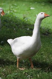 Attēlu rezultāti vaicājumam “Anser anser adult”