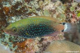 Image result for Scarus niger